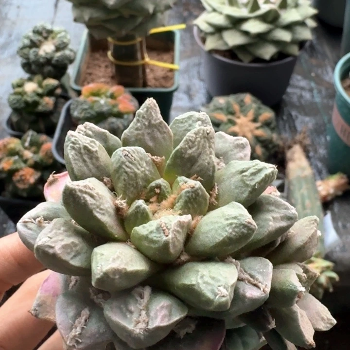 992龙角锦仙人球