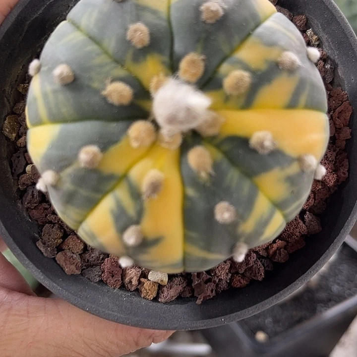 仙人球开花仙人球上