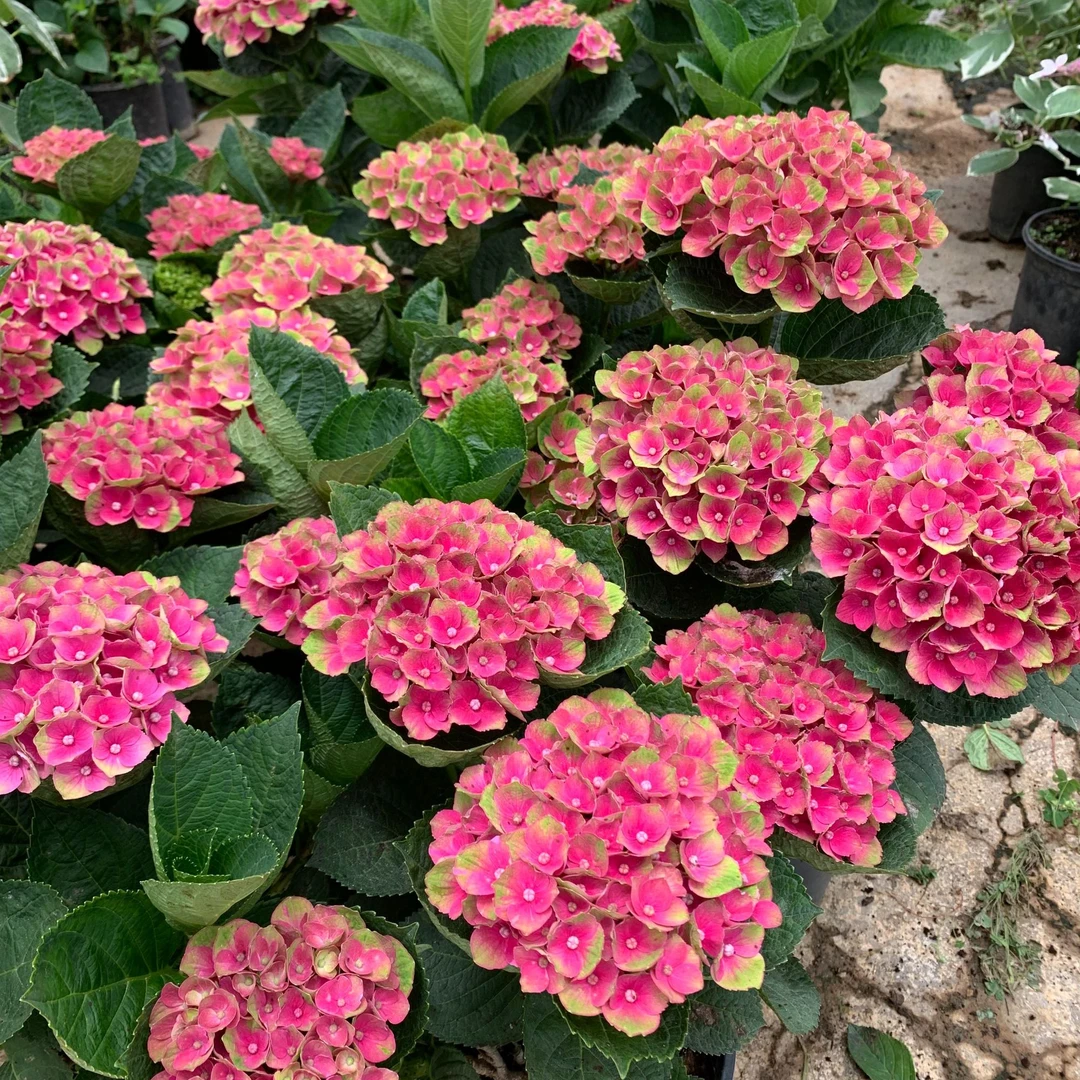 魔幻水晶绣球盆栽基地直发庭院阳台花卉植物四季开花耐寒好养