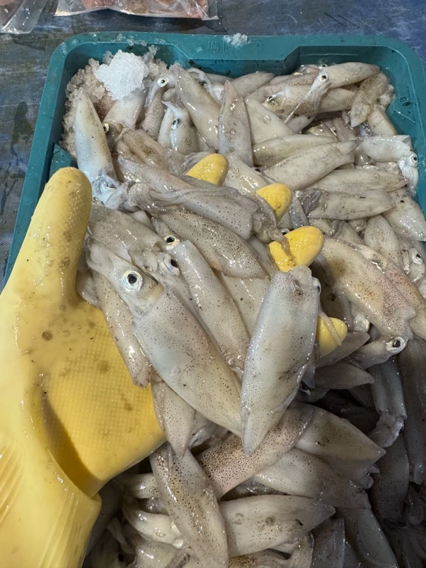 广东湛江 鱿鱼仔3/5斤