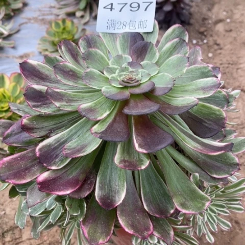 超模多肉多肉4794