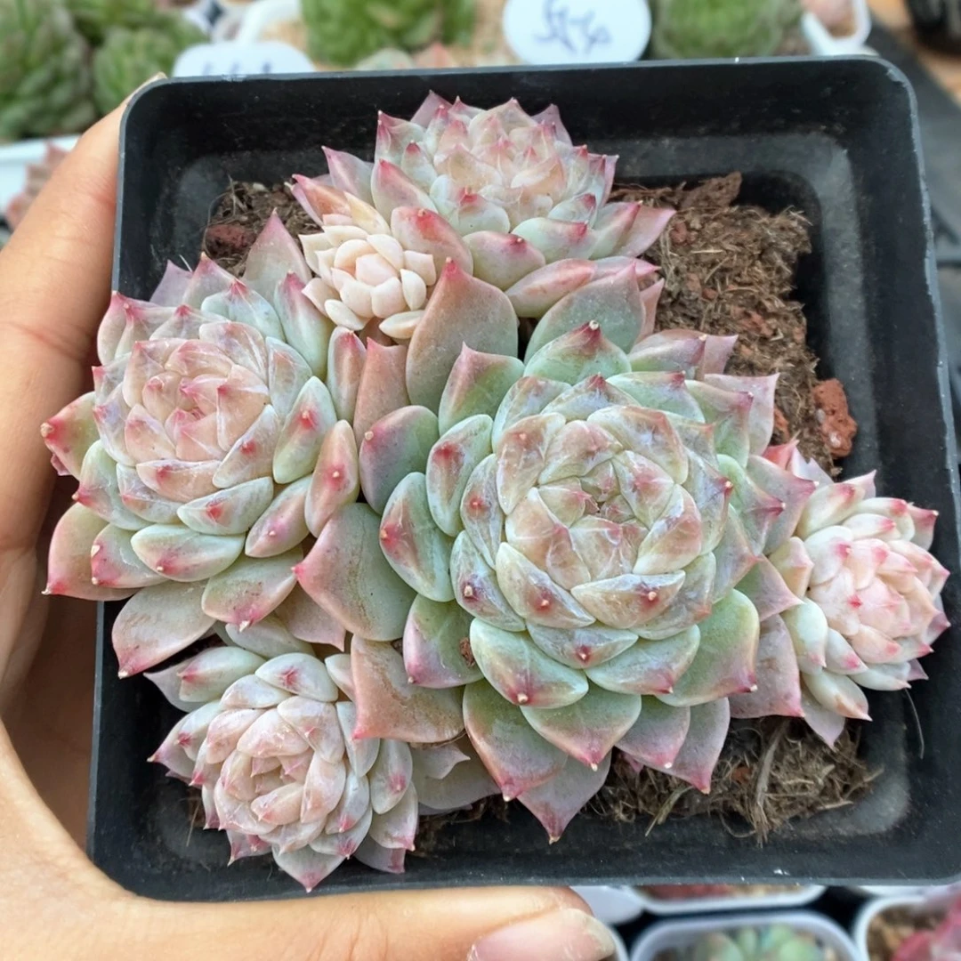 糖心冰魄群生985号。