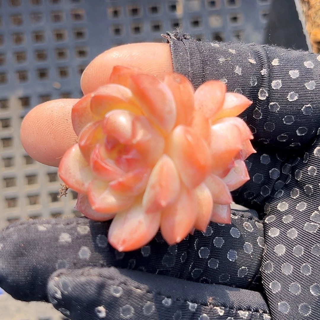 802一物一拍 琴心