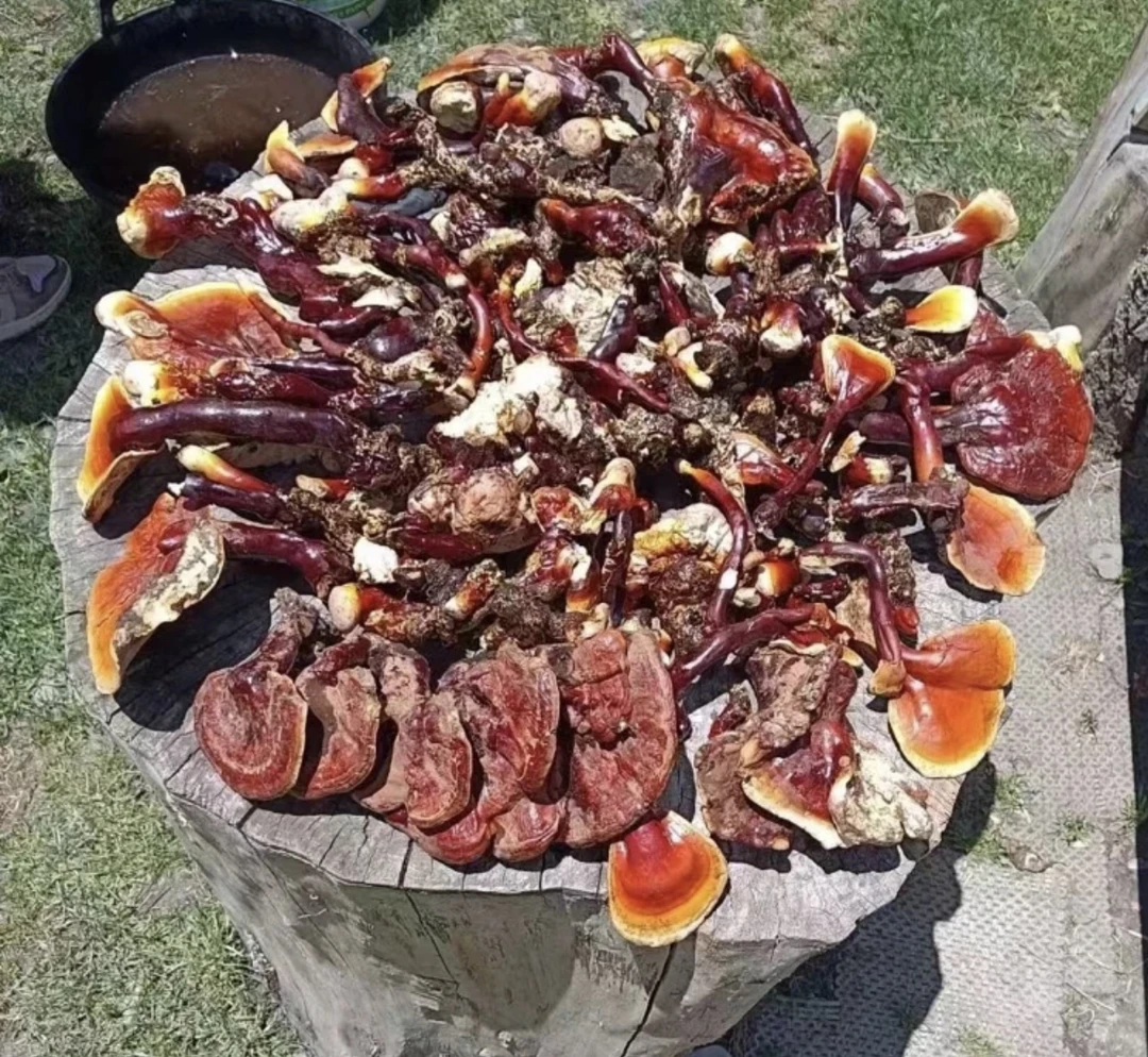 西藏波密山货白心白肉赤灵芝