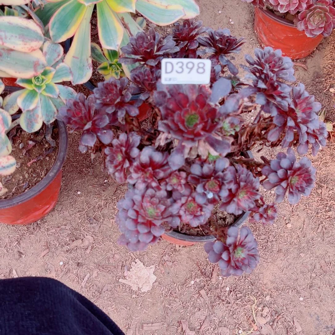 398黑铜壶法师多肉植物