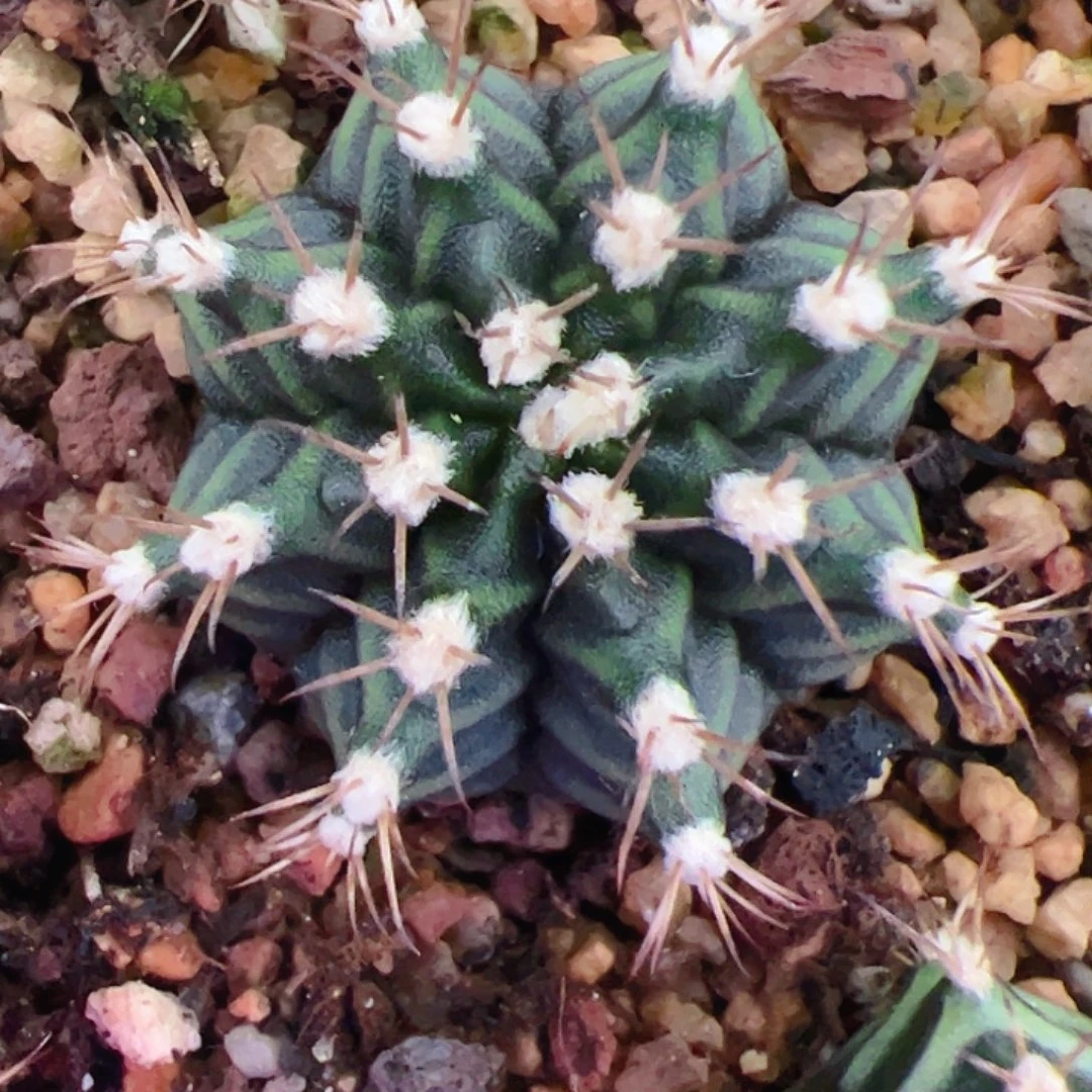 彩***朵当前无花栽培后可以开花