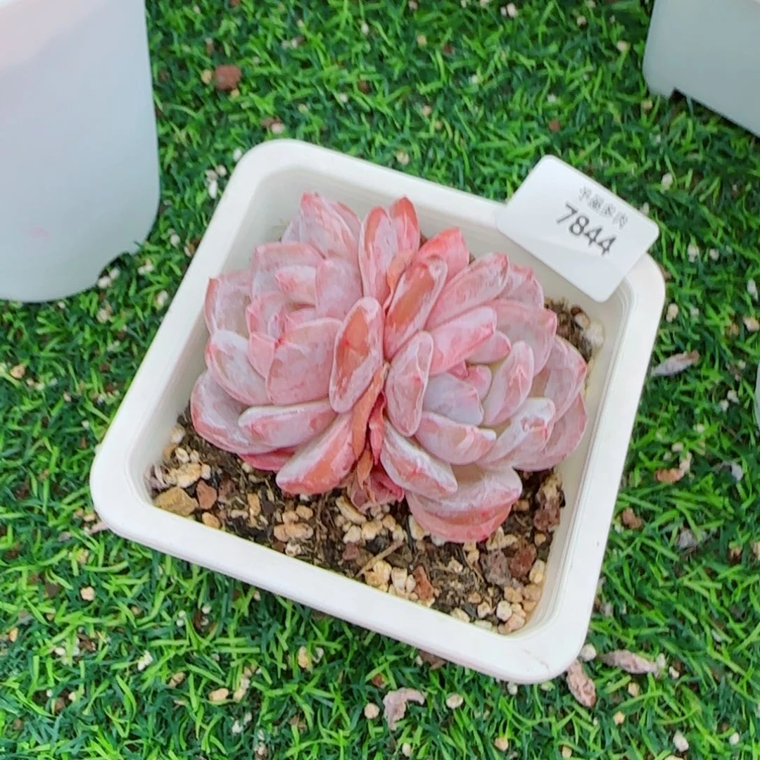 冰橙，7844多肉植物