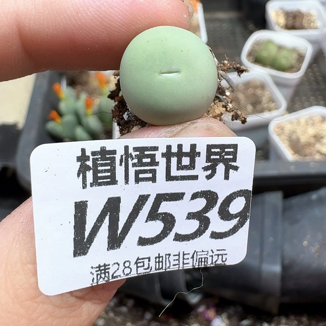 多肉植物的润泽efg