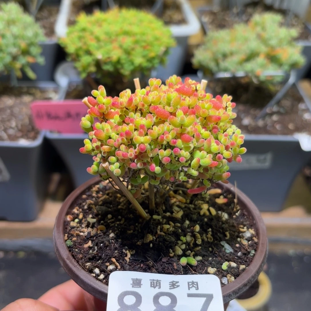 枝干番杏密橘糖球887