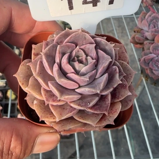 147莫西干人一物一拍多肉