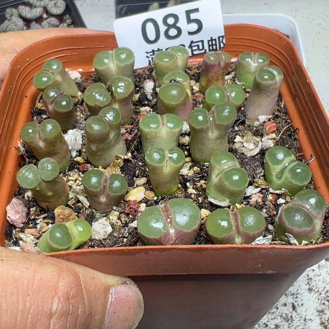 【闪购商品】 085。