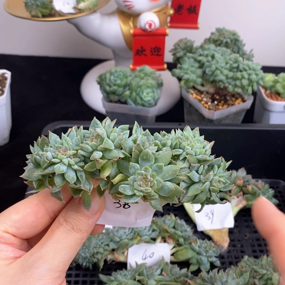 38号十三头冰魄小树一颗