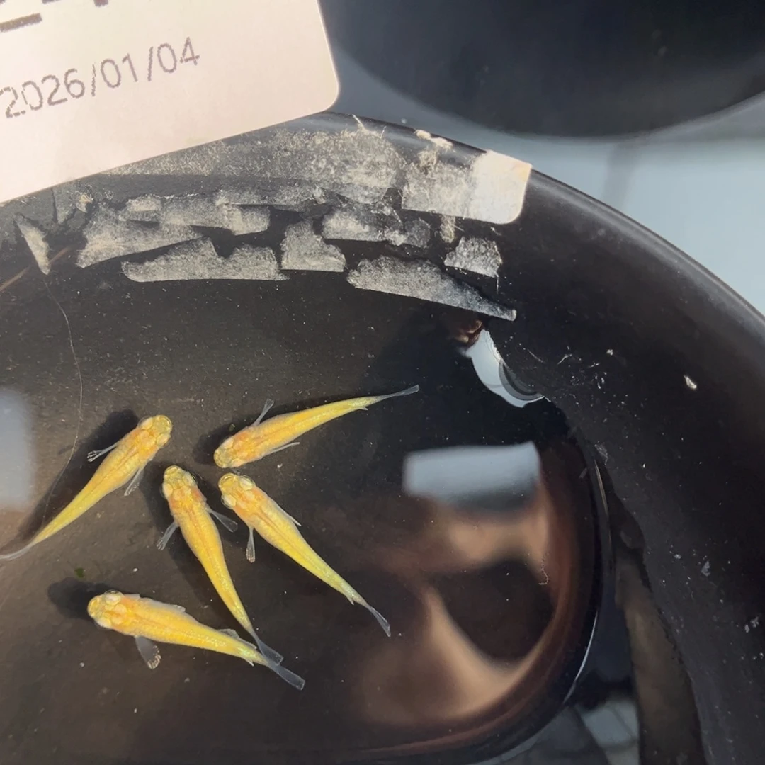 青鳉鱼246黄金百式五尾