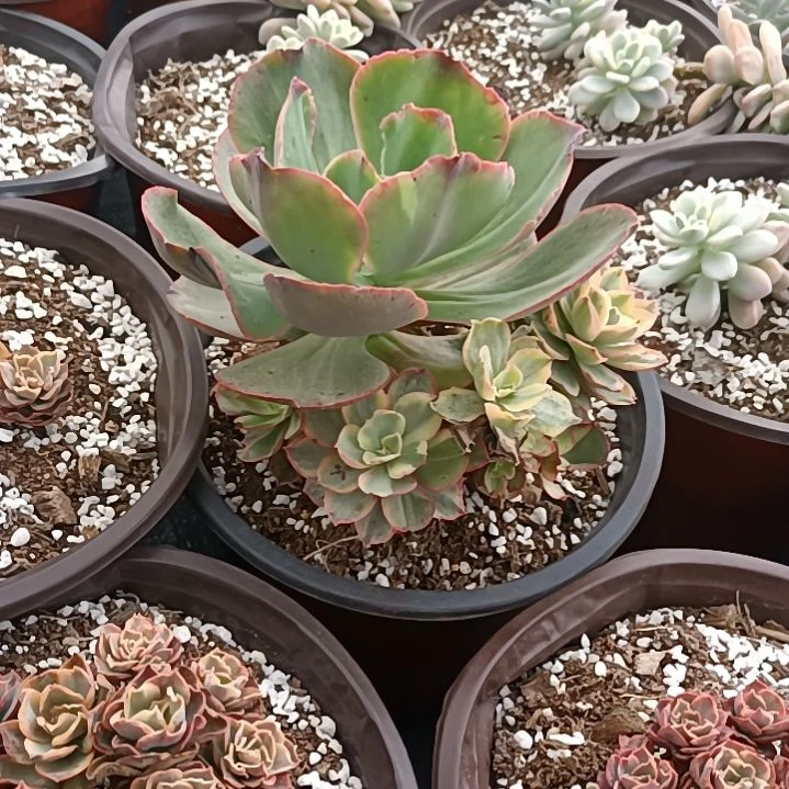 秀妍超白锦群（花脸）