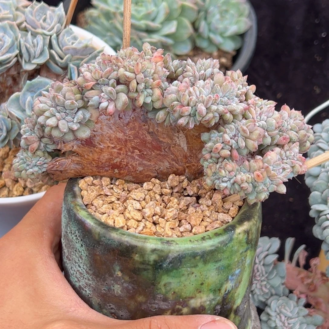 新年快乐 新年快乐