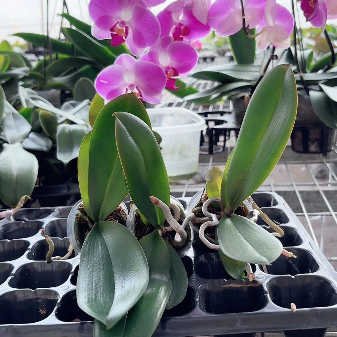 蝴蝶兰粉色大花带香味3颗2.0杯