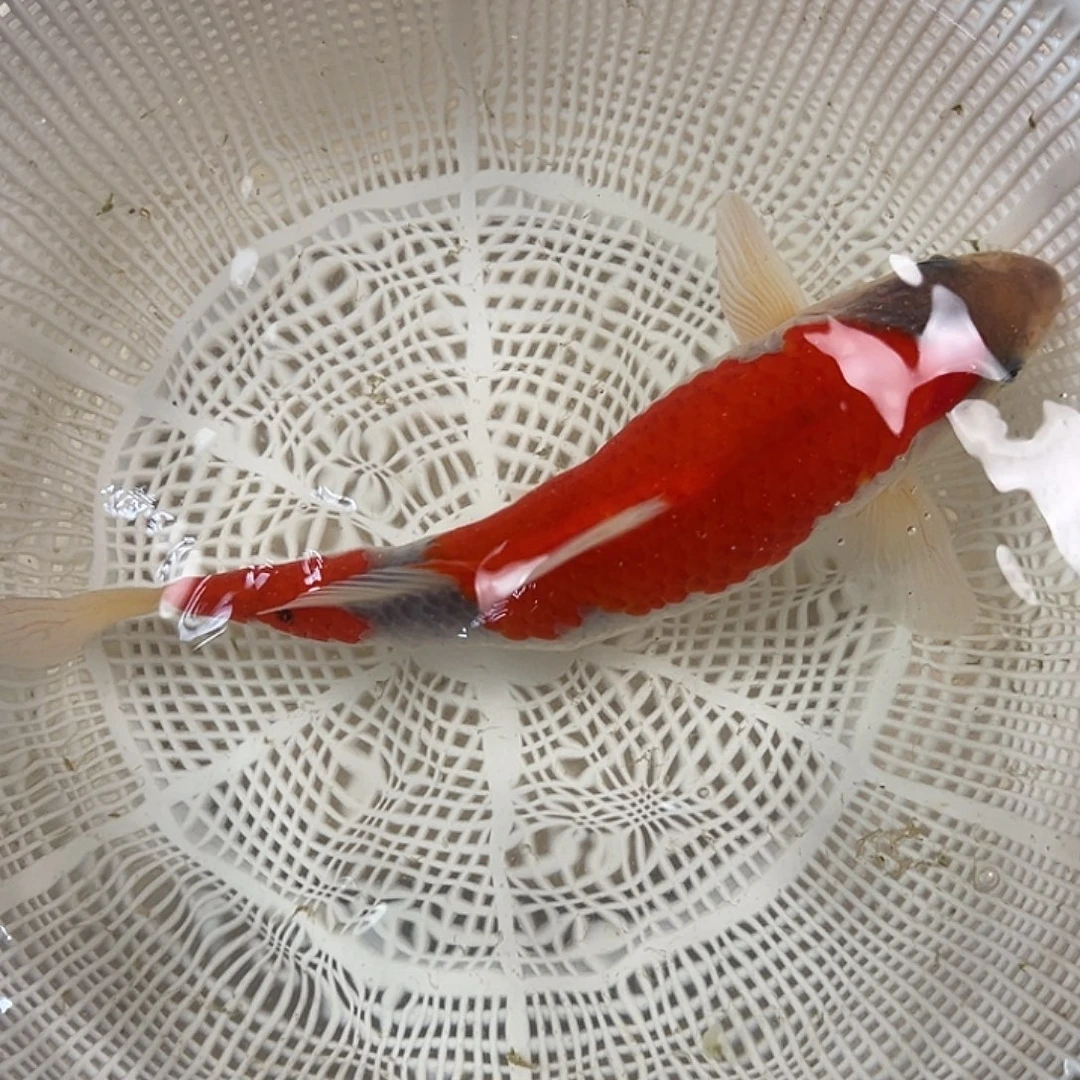 锦鲤血统锦鲤养殖