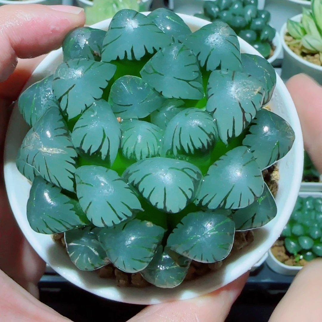 巨大化冰灯多肉植物