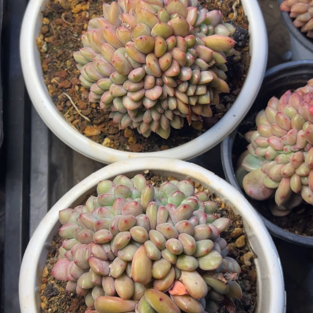 【闪购商品】爱丽儿缀多肉19.8