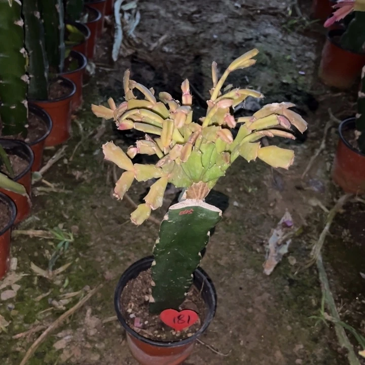 如***清当前无花栽培后可以开花045  181+花架一套