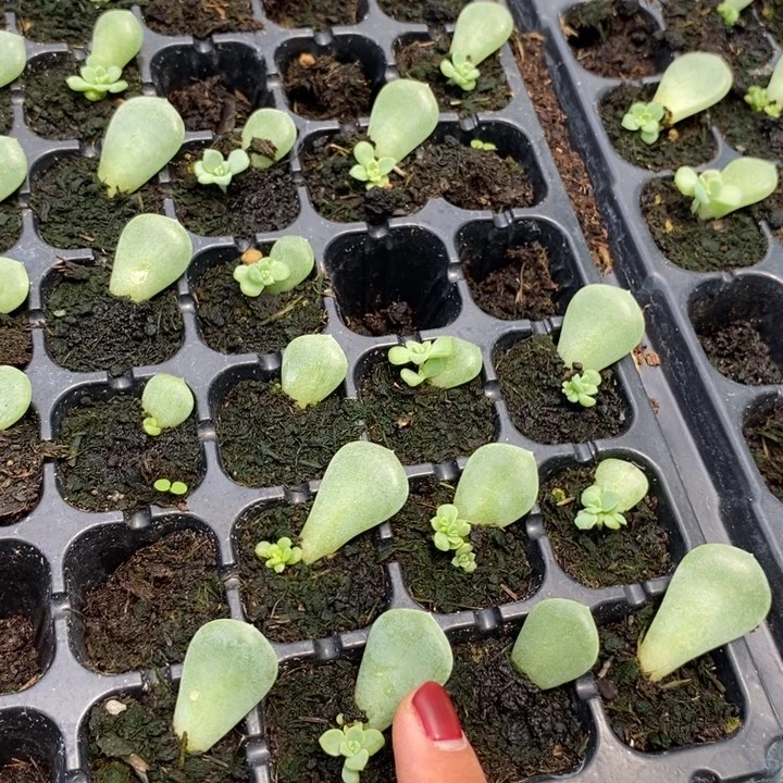 618福利相柳芽苗一个多多肉