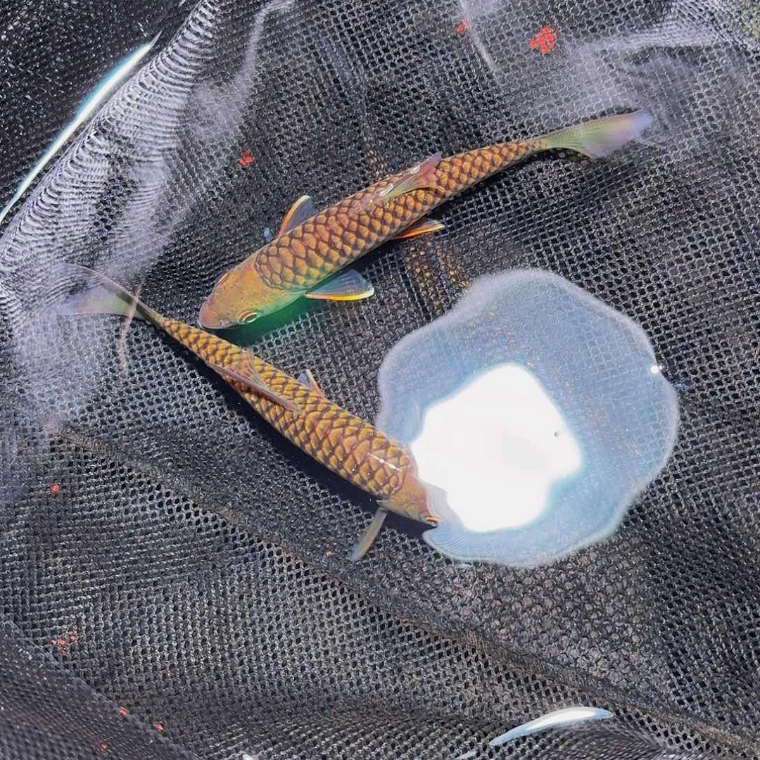 吉罗鱼马来西亚巴拉