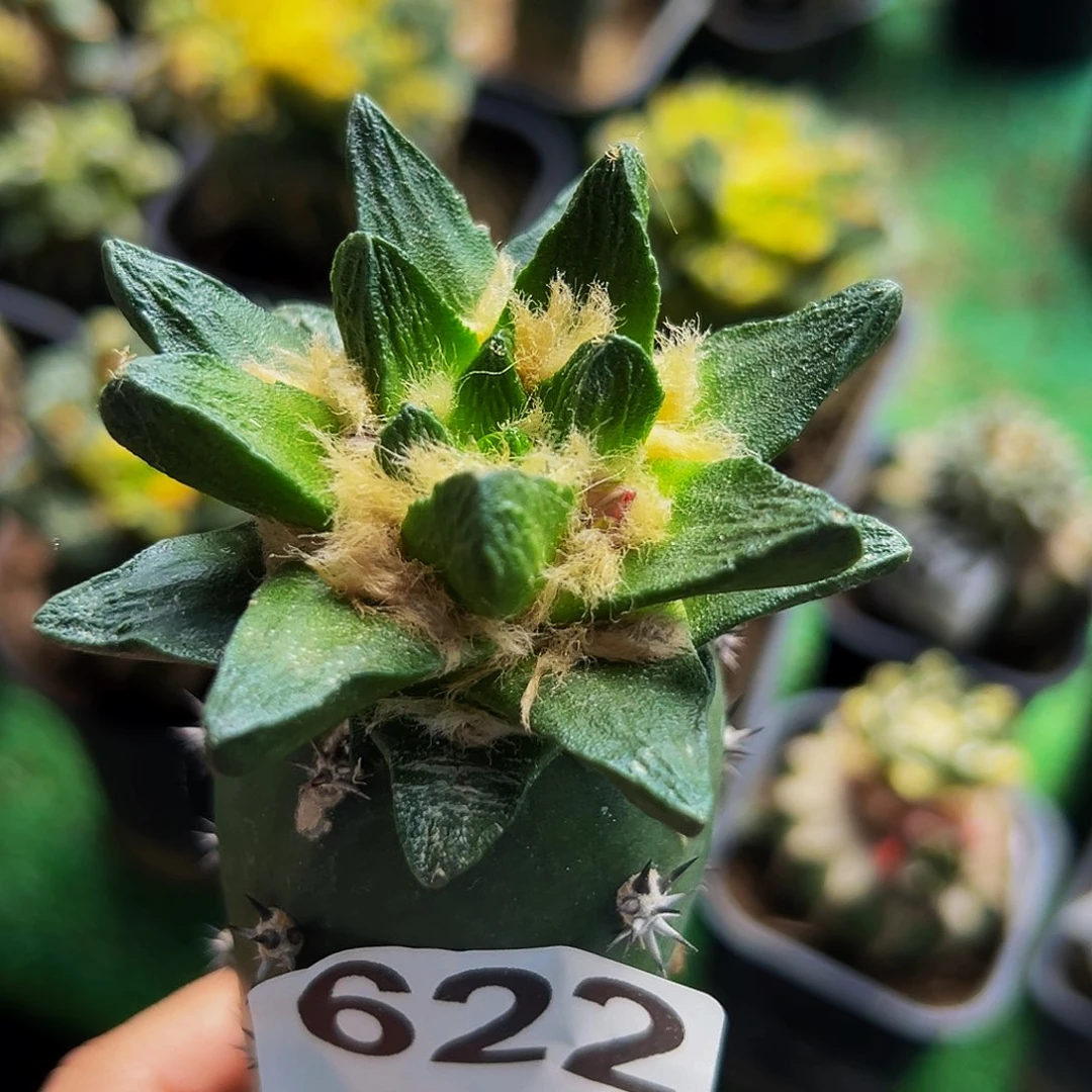 l***d无花朵福利短尤龙角牡丹622