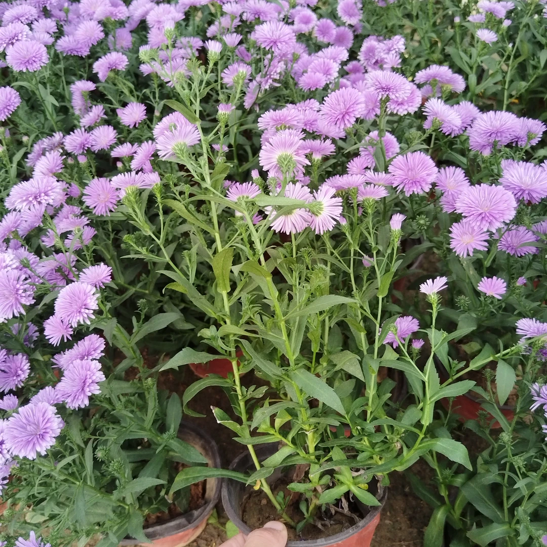 丹麦翠菊盆栽耐热耐寒四季开花适合阳台庭院的绿植花卉