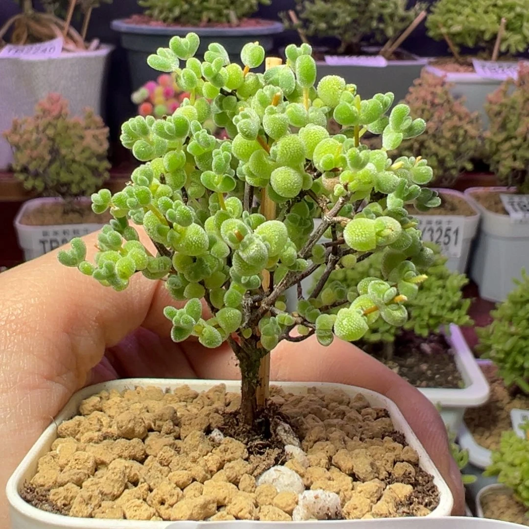 3299莱斯一物一拍