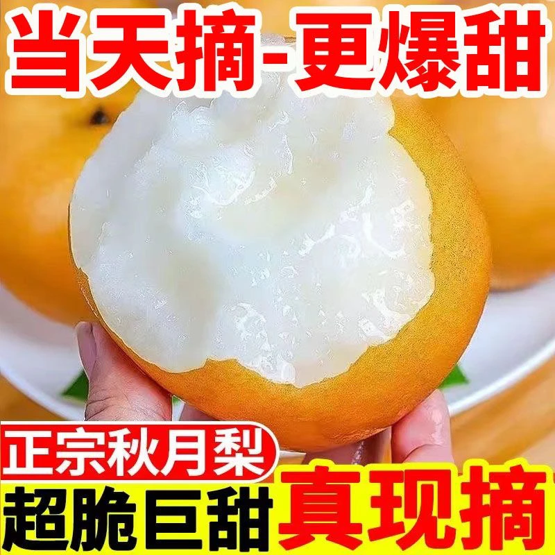 山东正宗秋月梨新鲜现摘脆甜多汁当季水果