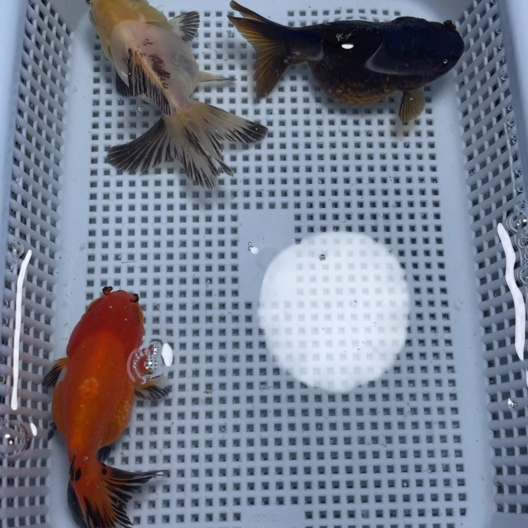 海水鱼花泰狮金鱼60