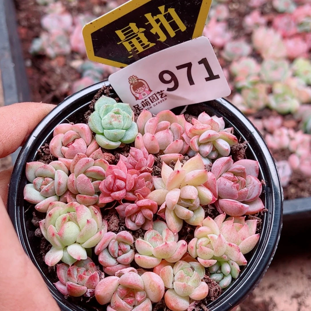 多肉植物多肉植物