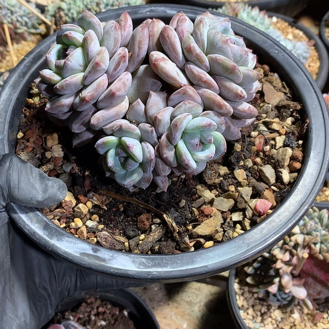 星影多肉植物哈哈37