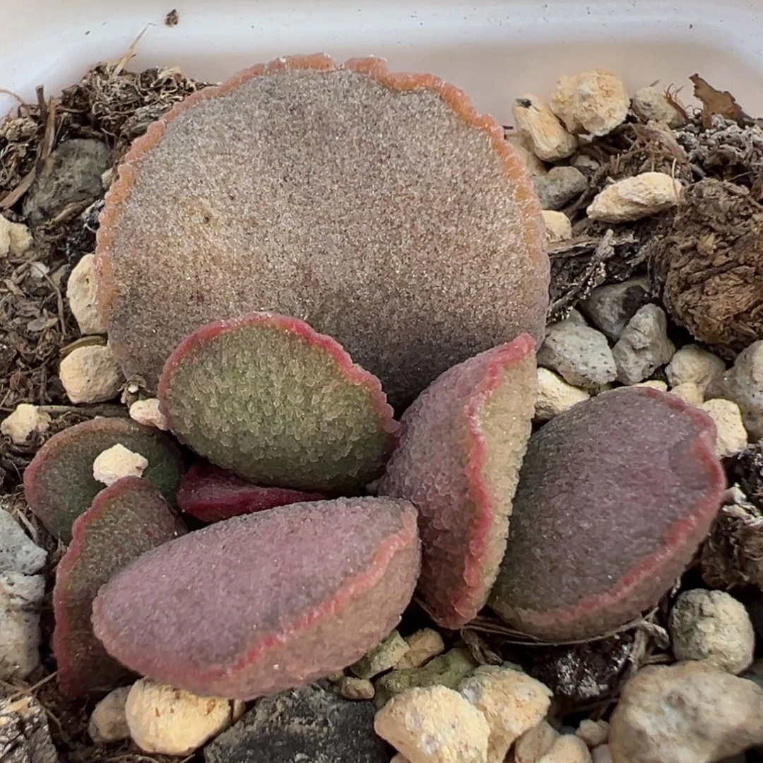 妖姬大苗多肉植物水泡多肉植物