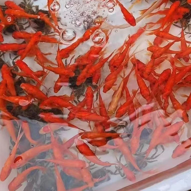 10号【冷水红草金开池福利组合】冷水观赏鱼 包邮