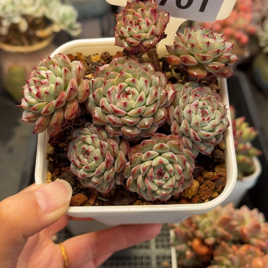 2701 满30包邮天冷地区必拍保温箱