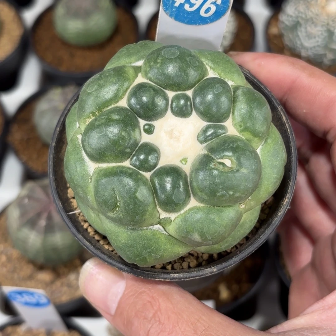 496萝卜根无刺象牙