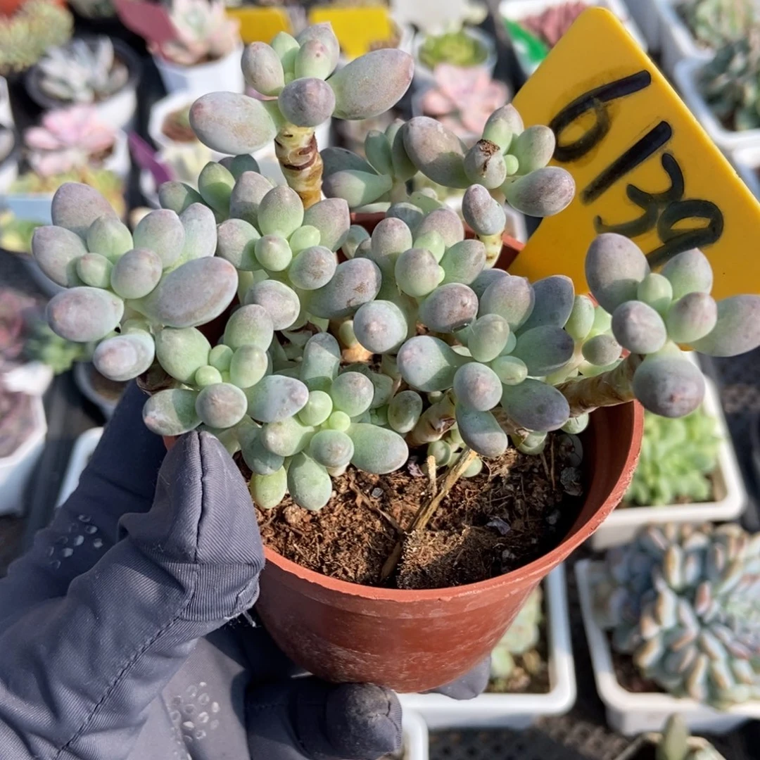 6139樱花奶多肉植物诺肉