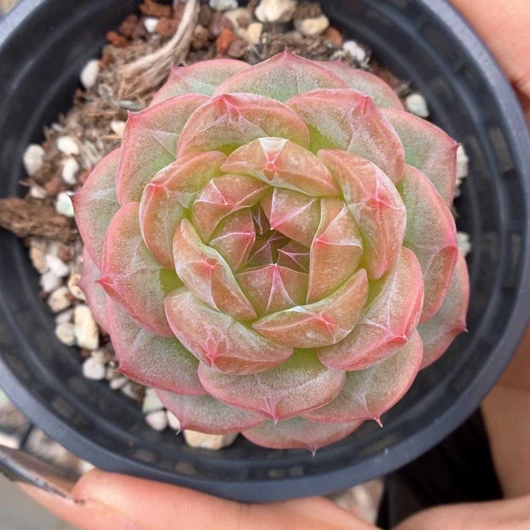 魅影可拍591号。