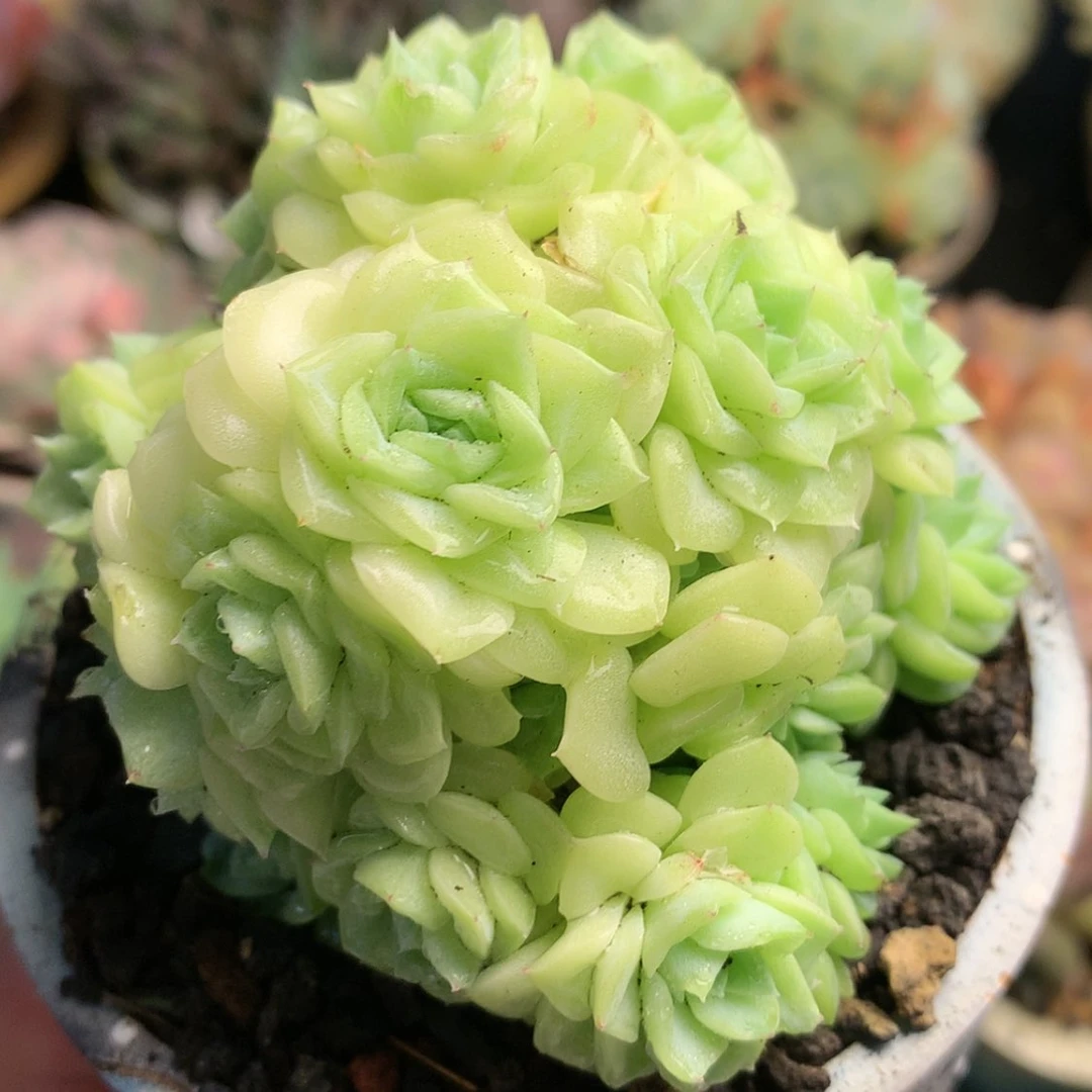 【闪购商品】糖，白天鹅