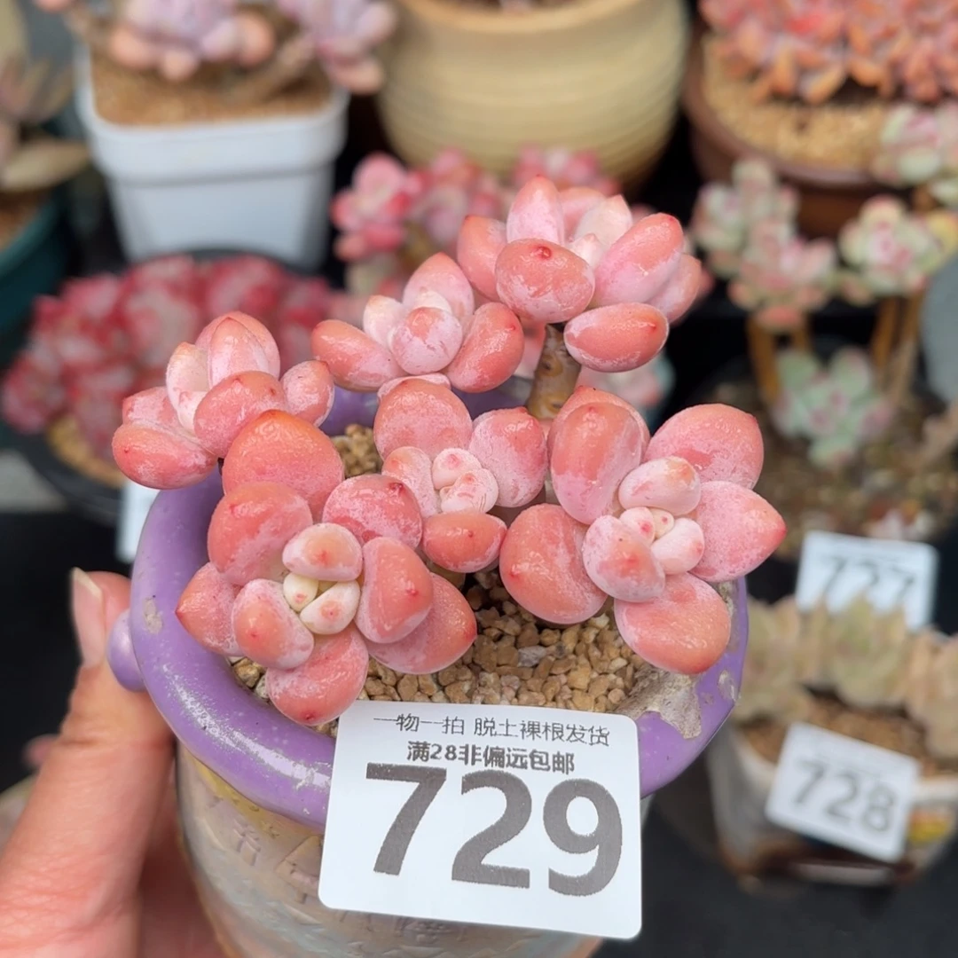 樱花洛神无盆土发货