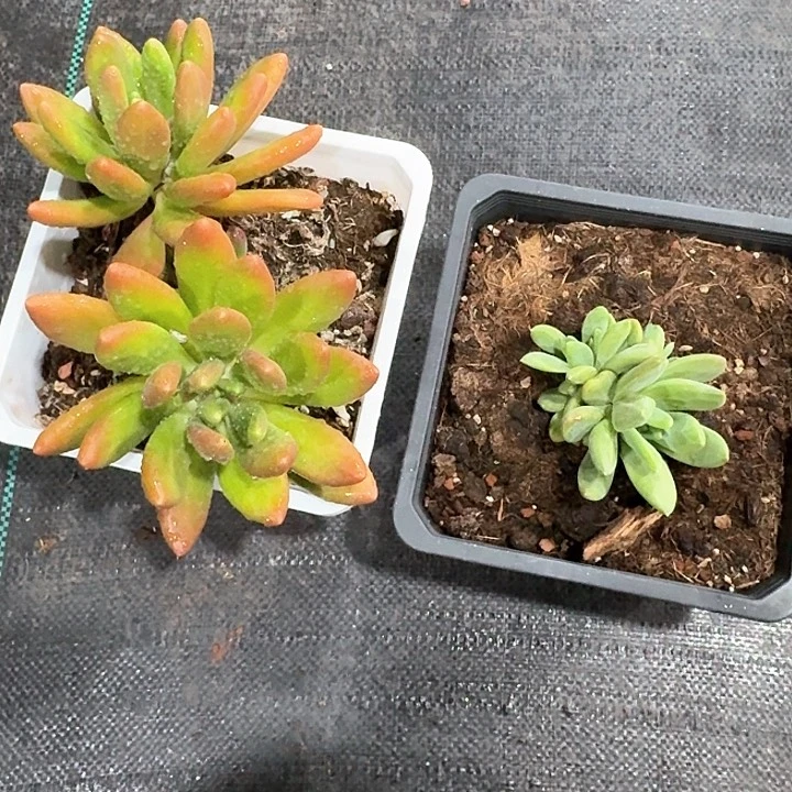 蓝*芒果奶海洋之歌，给家人们做福利多肉