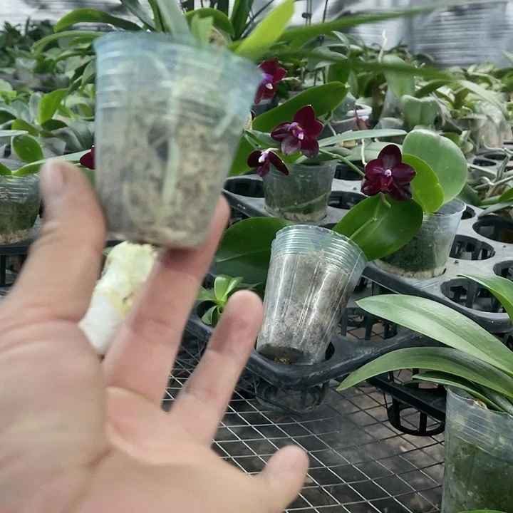 当前无花栽培后可以开花小回紫断叶瑕疵