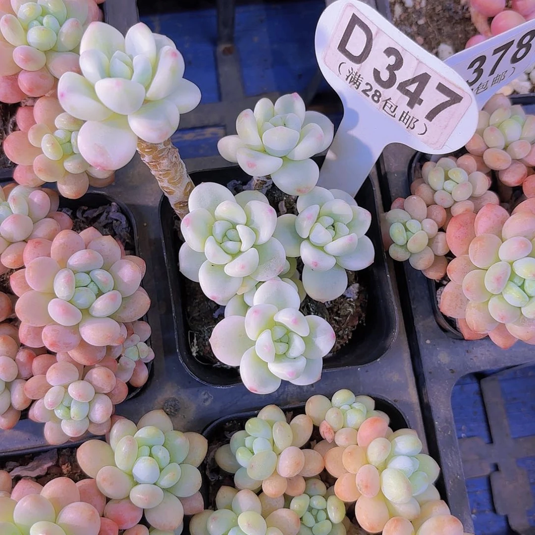 D347劳尔锦一物一拍