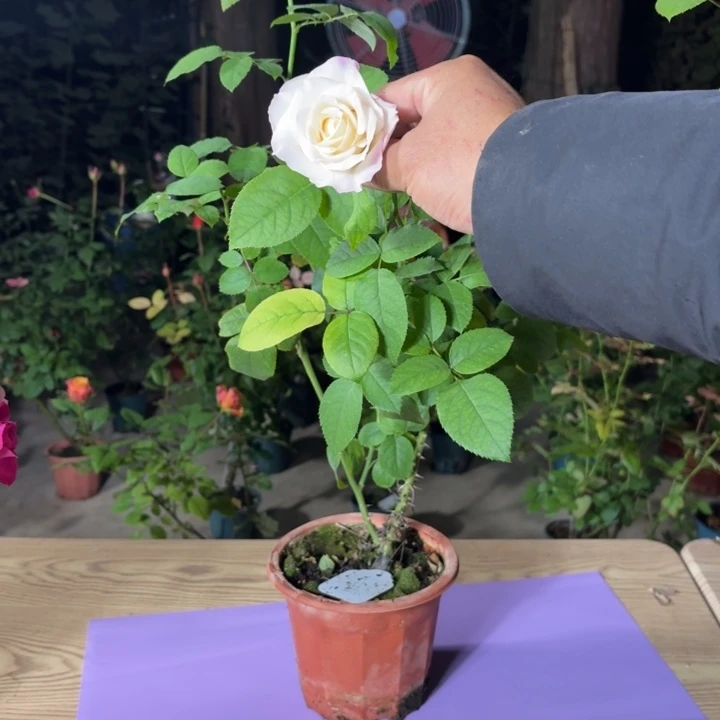 无花朵时尚帕洛马