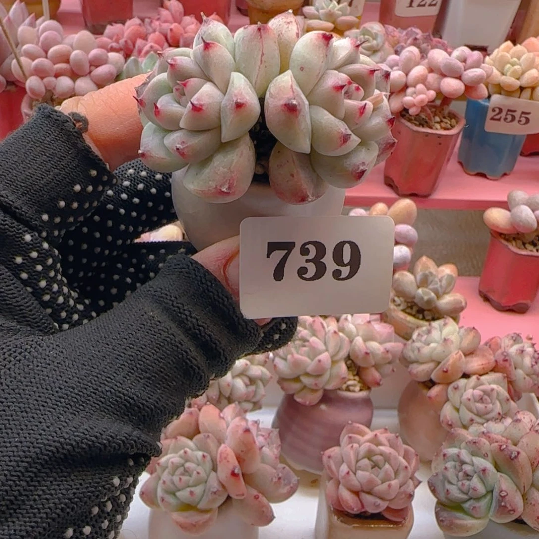 之*佳人739 （38元包邮），带盆土发，月鸣多肉。