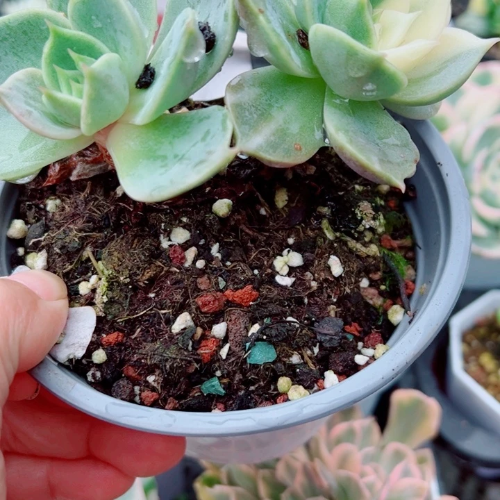 贝加尔湖锦多肉植物362