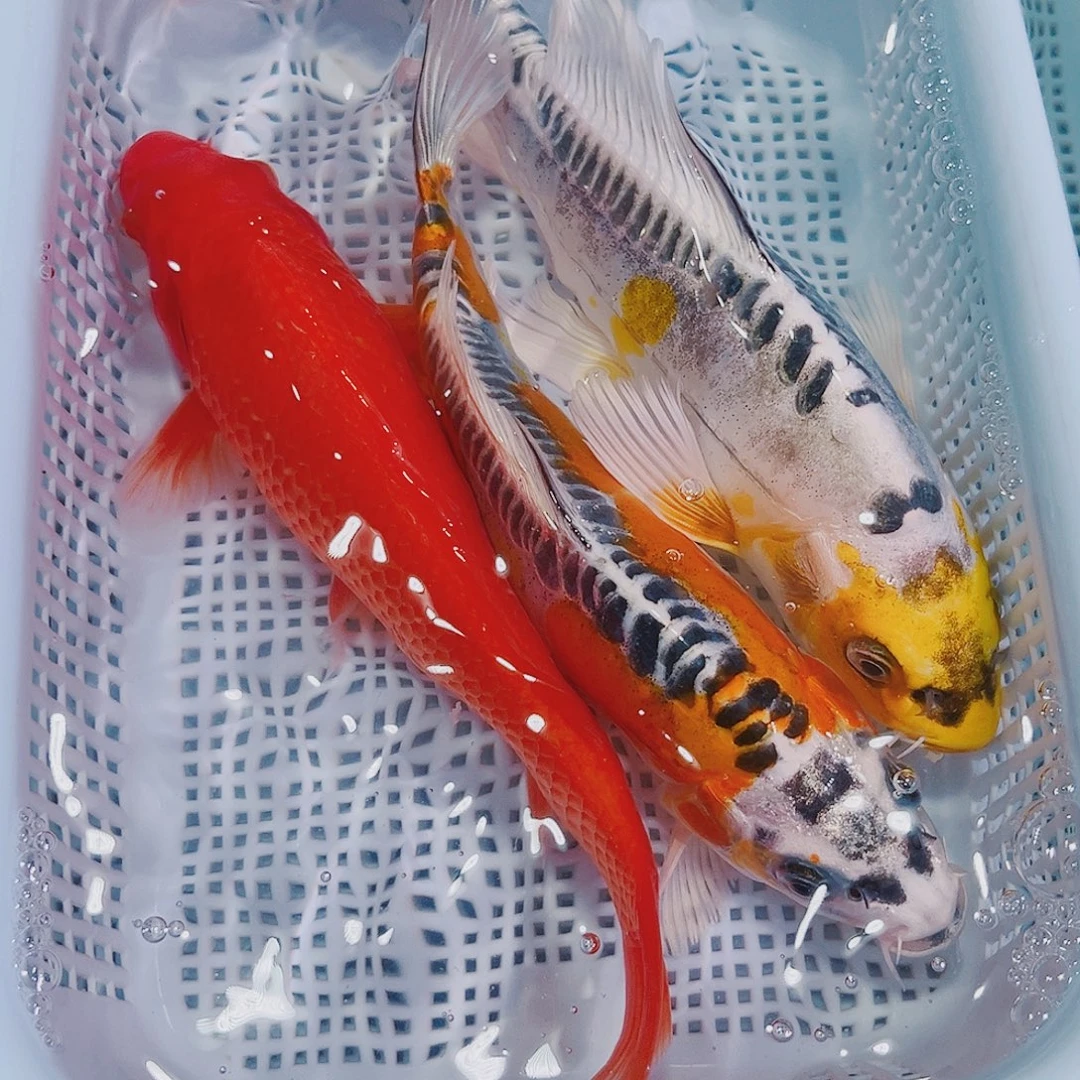 锦鲤锦鲤冷水鱼119