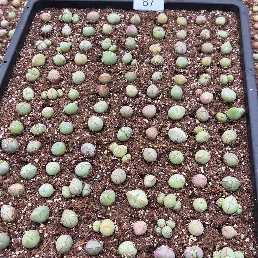 000087量拍以下1竖列少将13颗