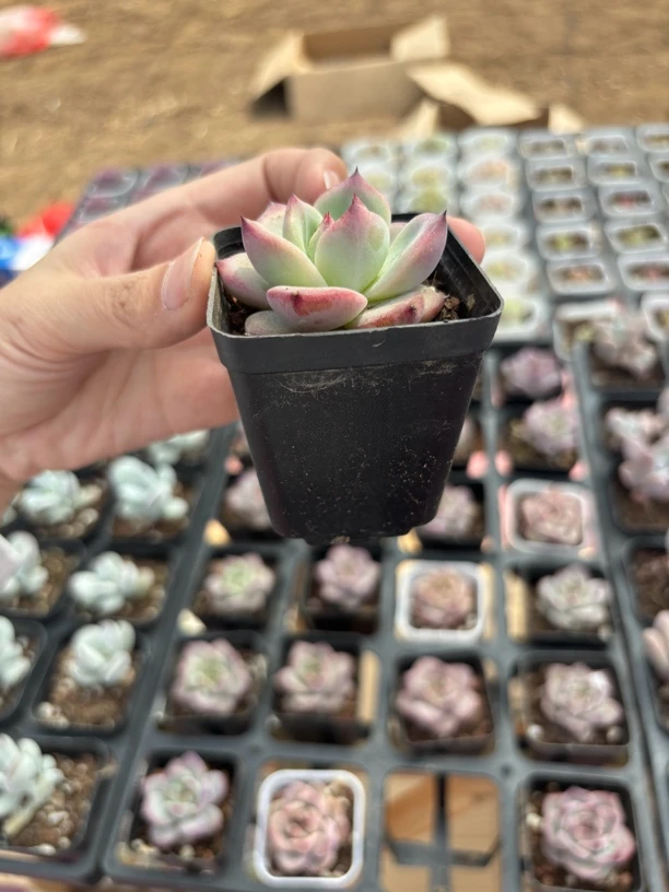 满9.9米包邮精品夜魔侠多肉植物